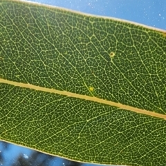 Eucalyptus rubida subsp. rubida at Aranda Bushland - 22 Jan 2024