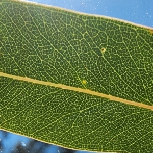 Eucalyptus rubida subsp. rubida at Aranda Bushland - 22 Jan 2024