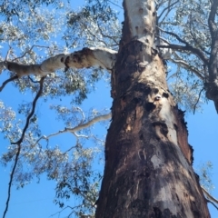 Eucalyptus rubida subsp. rubida at Aranda Bushland - 22 Jan 2024 11:40 AM