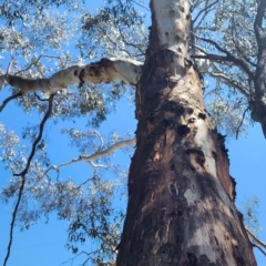 Eucalyptus rubida subsp. rubida at Aranda Bushland - 22 Jan 2024
