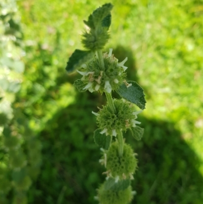 Marrubium vulgare (Horehound) at Tinderry, NSW - 21 Jan 2024 by danswell