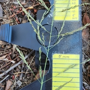 Eragrostis curvula at Aranda Bushland - 22 Jan 2024