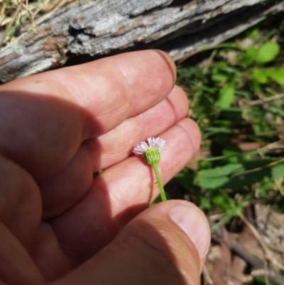 Lagenophora stipitata (Common Lagenophora) at Michelago, NSW - 21 Jan 2024 by danswell