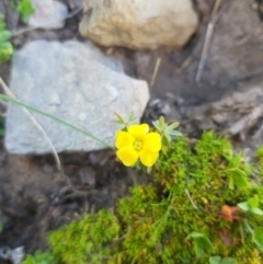 Oxalis sp. (Wood Sorrel) at Tinderry, NSW - 21 Jan 2024 by danswell