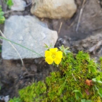 Oxalis sp. (Wood Sorrel) at Tinderry, NSW - 21 Jan 2024 by danswell