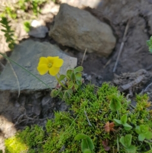 Oxalis sp. at Mt Holland - 21 Jan 2024 01:59 PM