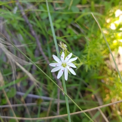 Stellaria pungens (Prickly Starwort) at Mt Holland - 21 Jan 2024 by danswell
