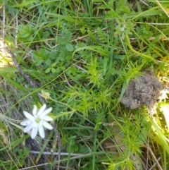 Stellaria pungens at Mt Holland - 21 Jan 2024