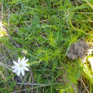 Stellaria pungens at Mt Holland - 21 Jan 2024 01:26 PM