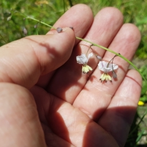 Arthropodium milleflorum at Burnt School Nature Reserve - 21 Jan 2024 01:03 PM