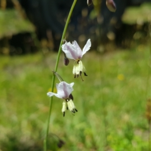 Arthropodium milleflorum at Burnt School Nature Reserve - 21 Jan 2024 01:03 PM