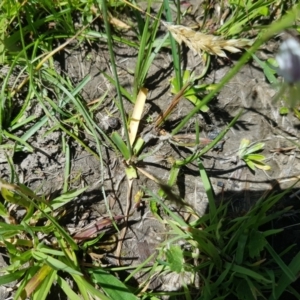 Arthropodium milleflorum at Burnt School Nature Reserve - 21 Jan 2024 01:03 PM