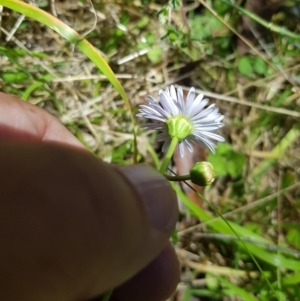 Brachyscome graminea at Mt Holland - 21 Jan 2024