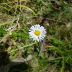 Brachyscome graminea at Mt Holland - 21 Jan 2024