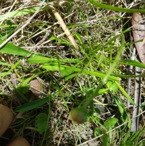 Brachyscome graminea at Mt Holland - 21 Jan 2024