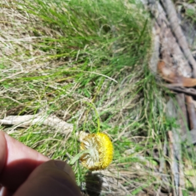 Coronidium monticola (Mountain Button Everlasting) at Tinderry, NSW - 21 Jan 2024 by danswell