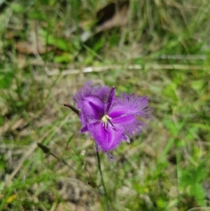 Thysanotus tuberosus subsp. tuberosus at Mt Holland - 21 Jan 2024