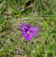 Thysanotus tuberosus subsp. tuberosus (Common Fringe-lily) at Mt Holland - 21 Jan 2024 by danswell
