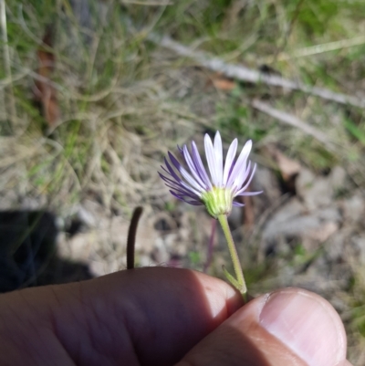 Brachyscome spathulata (Coarse Daisy, Spoon-leaved Daisy) at Mt Holland - 21 Jan 2024 by danswell
