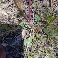 Brachyscome spathulata at Mt Holland - 21 Jan 2024 12:35 PM