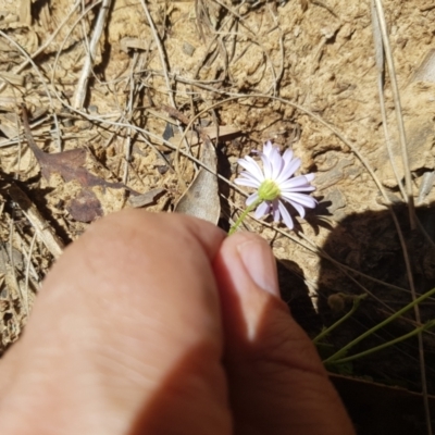 Brachyscome rigidula (Hairy Cut-leaf Daisy) at Burnt School Nature Reserve - 21 Jan 2024 by danswell