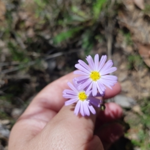 Brachyscome rigidula at Burnt School Nature Reserve - 21 Jan 2024