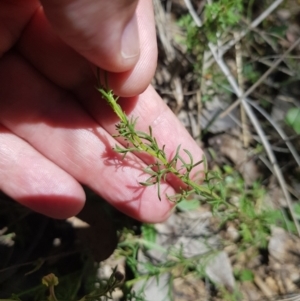 Brachyscome rigidula at Burnt School Nature Reserve - 21 Jan 2024