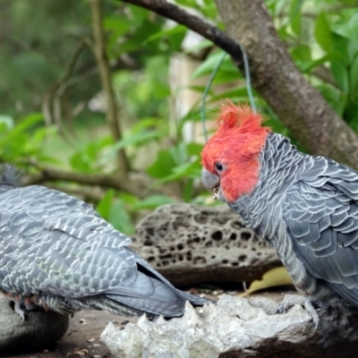 Callocephalon fimbriatum (Gang-gang Cockatoo) at Cook, ACT - 22 Jan 2024 by TonyAshton