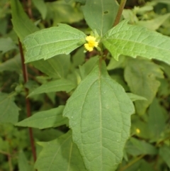 Sigesbeckia orientalis (Indian Weed) at Brogers Creek, NSW - 21 Jan 2024 by plants