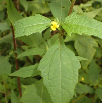 Sigesbeckia orientalis (Indian Weed) at Brogers Creek, NSW - 21 Jan 2024 by plants