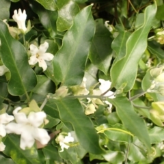 Araujia sericifera (Moth Plant) at Brogers Creek, NSW - 22 Jan 2024 by plants