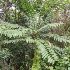 Polyscias murrayi (Pencil Cedar) at Brogers Creek, NSW - 22 Jan 2024 by plants