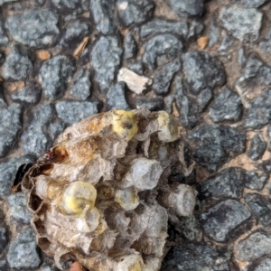 Polistes sp. (genus) at Watson, ACT - 22 Jan 2024