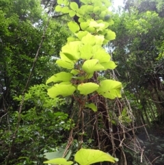 Actinidia deliciosa (Kiwifruit) at Brogers Creek, NSW - 22 Jan 2024 by plants