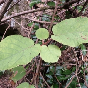 Actinidia deliciosa at Brogers Creek, NSW - 22 Jan 2024 10:01 AM