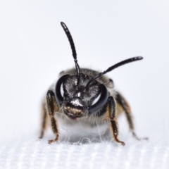 Lasioglossum (Chilalictus) sp. (genus & subgenus) at QPRC LGA - 22 Jan 2024