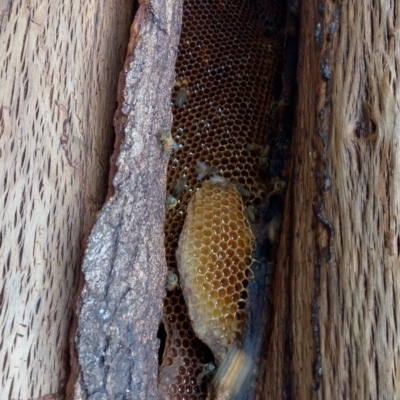 Unidentified Bee (Hymenoptera, Apiformes) at Gleniffer, NSW - 22 Jan 2024 by NJ