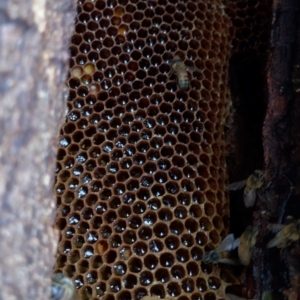 Apis mellifera at Gleniffer, NSW - 22 Jan 2024 06:26 PM