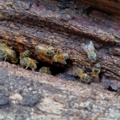 Apis mellifera at Gleniffer, NSW - 22 Jan 2024 06:26 PM