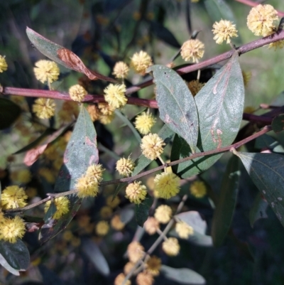 Acacia verniciflua (Varnish Wattle) at Thurgoona, NSW - 13 Sep 2023 by RobCook