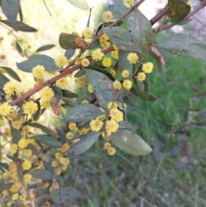 Acacia verniciflua at Albury - 13 Sep 2023