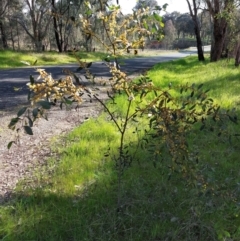 Acacia verniciflua at Albury - 13 Sep 2023