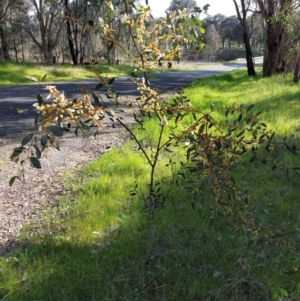 Acacia verniciflua at Albury - 13 Sep 2023