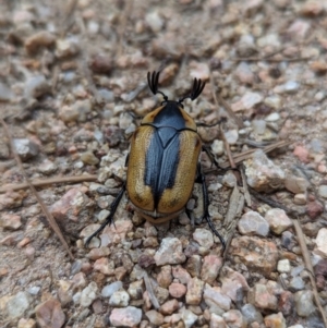 Chondropyga dorsalis at Duffy, ACT - 22 Jan 2024 05:55 PM