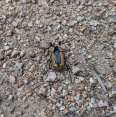 Chondropyga dorsalis at Duffy, ACT - 22 Jan 2024 05:55 PM