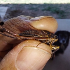 Galanga labeculata at Albury - 23 Jan 2024