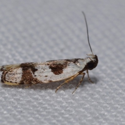 Ardozyga voluta (A Twirler moth (Gelechioidea)) at Jerrabomberra, NSW - 22 Jan 2024 by DianneClarke