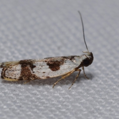 Ardozyga voluta (A Twirler moth (Gelechioidea)) by DianneClarke