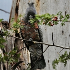 Callocephalon fimbriatum (Gang-gang Cockatoo) at Burradoo, NSW - 21 Jan 2024 by GlossyGal