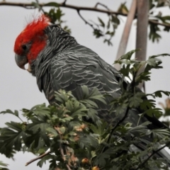 Callocephalon fimbriatum at Wingecarribee Local Government Area - suppressed